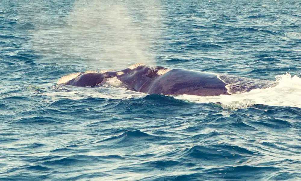 Whale watching Argentina