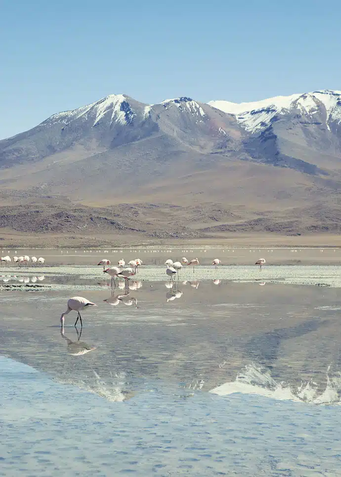 Flamingoes and montains Bolivia