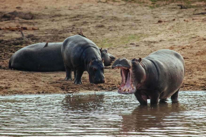 Hippo opening mouth in South Africa