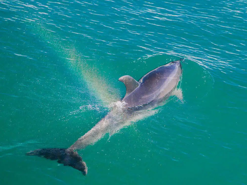 New Zealand road trip - dolphins at Bay of islands