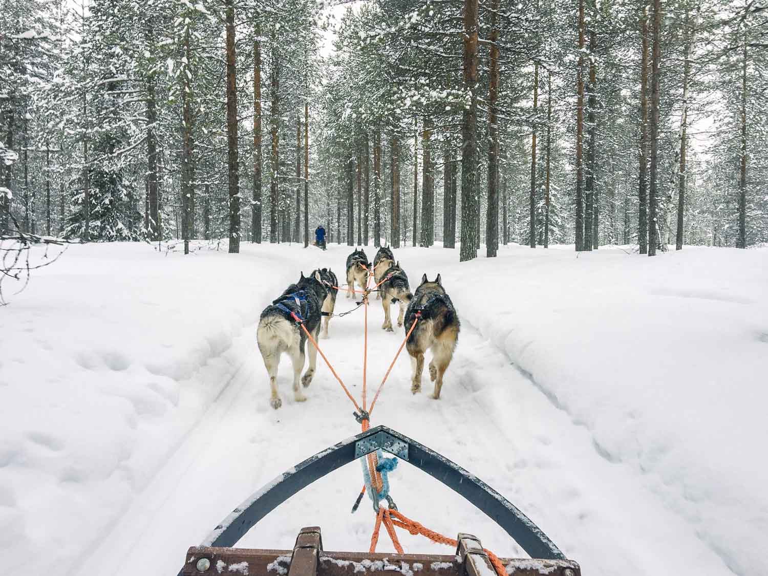 5-day Finland itinerary Northern Lights - Huskies