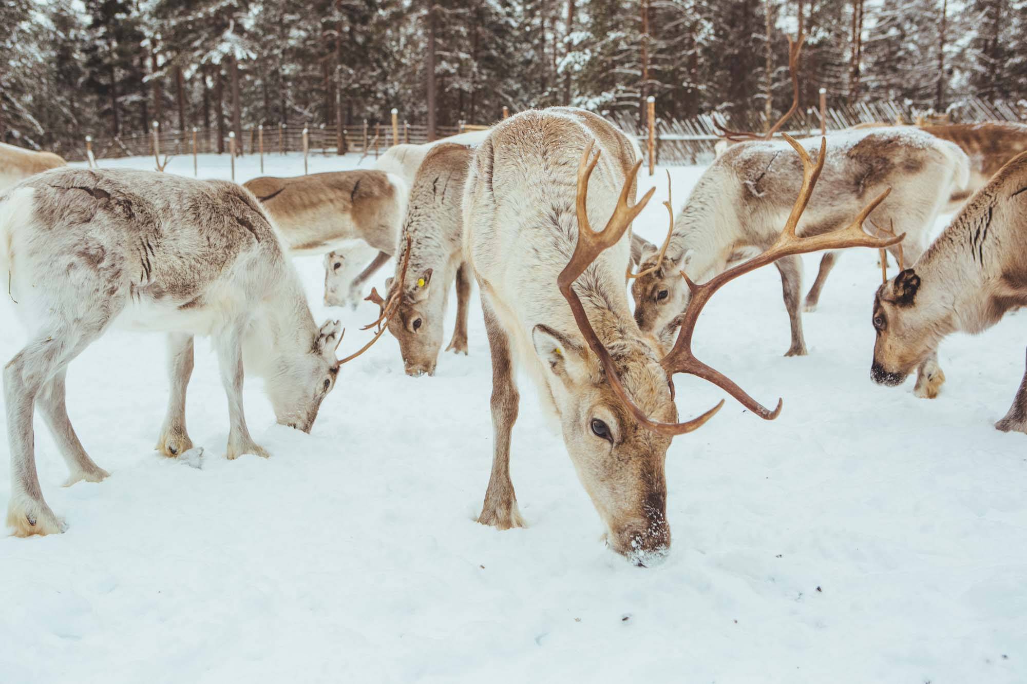 Jaakkola Reindeer Farm - 5-day Finland itinerary Northern Lights