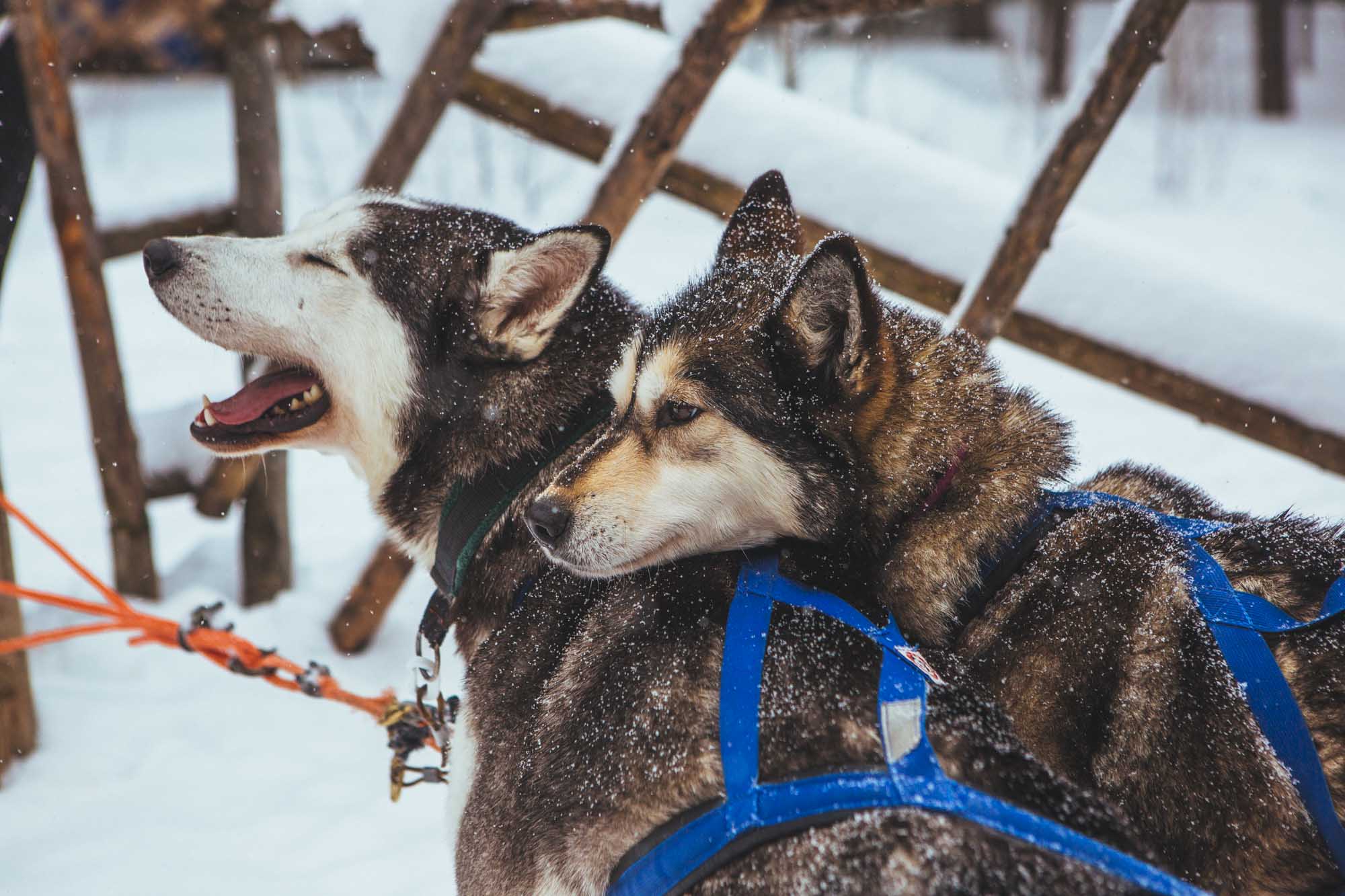 Huskies at Korvala - 5-day Finland itinerary Northern Lights