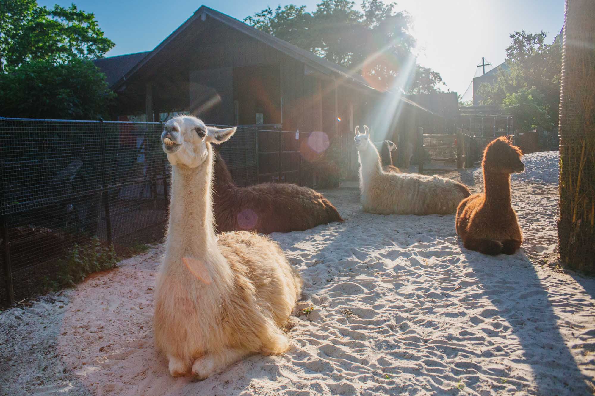 London Zoo - Alpacas