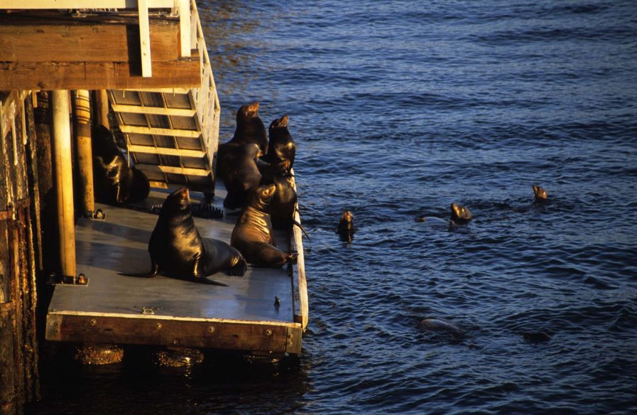 Sea lions in Santa Cruz