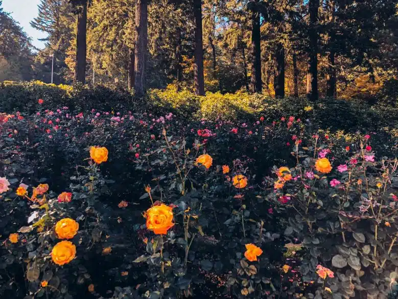 Best things to do in Portland: International Rose Test Garden