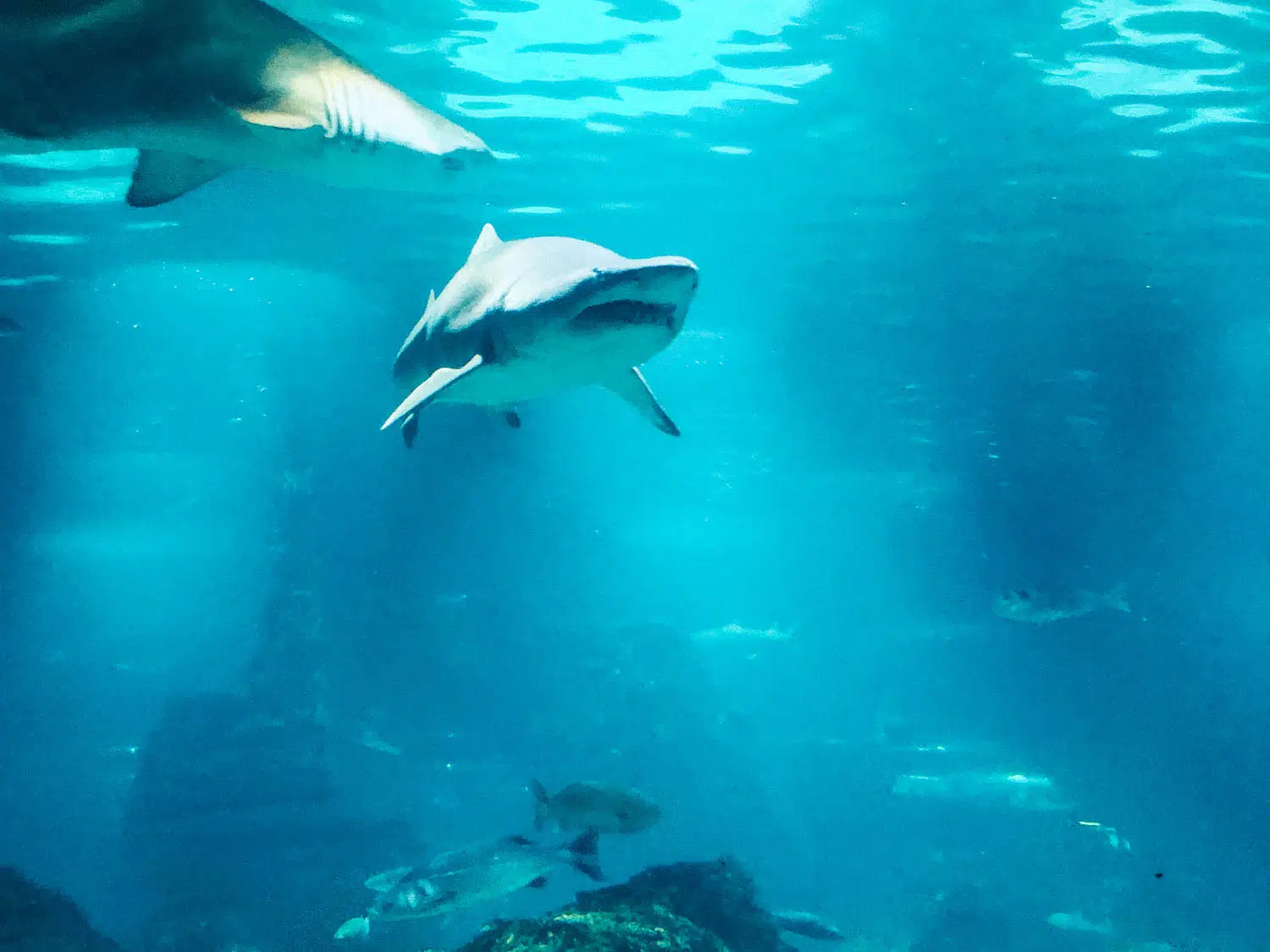 Barcelona aquarium - Things to do with kids in Barcelona