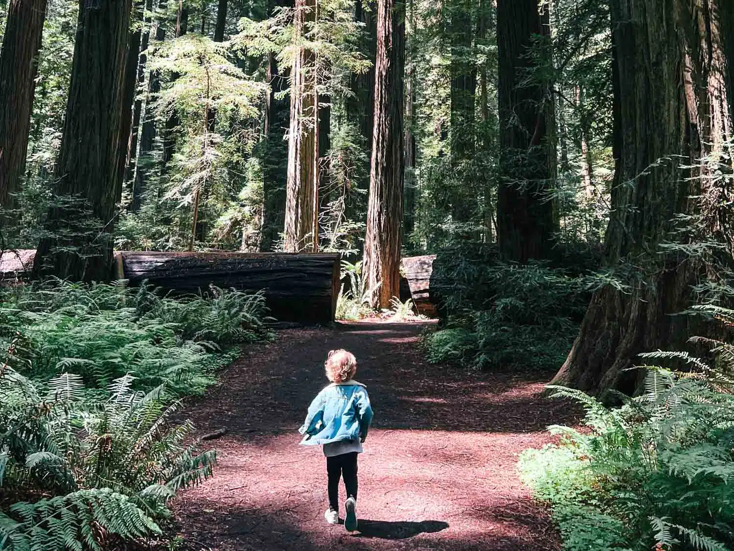36 MOST FUN things to do in California with kids in 2024