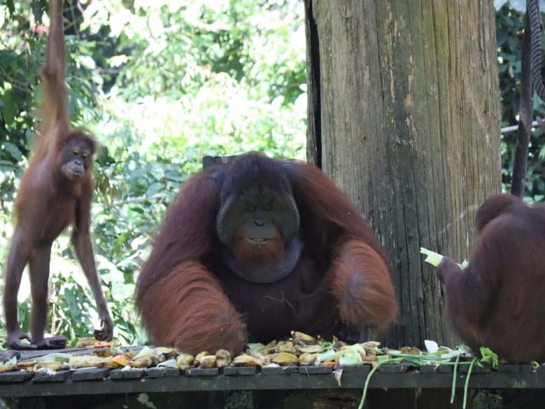 Orangutans in Borneo - Family vacation ideas