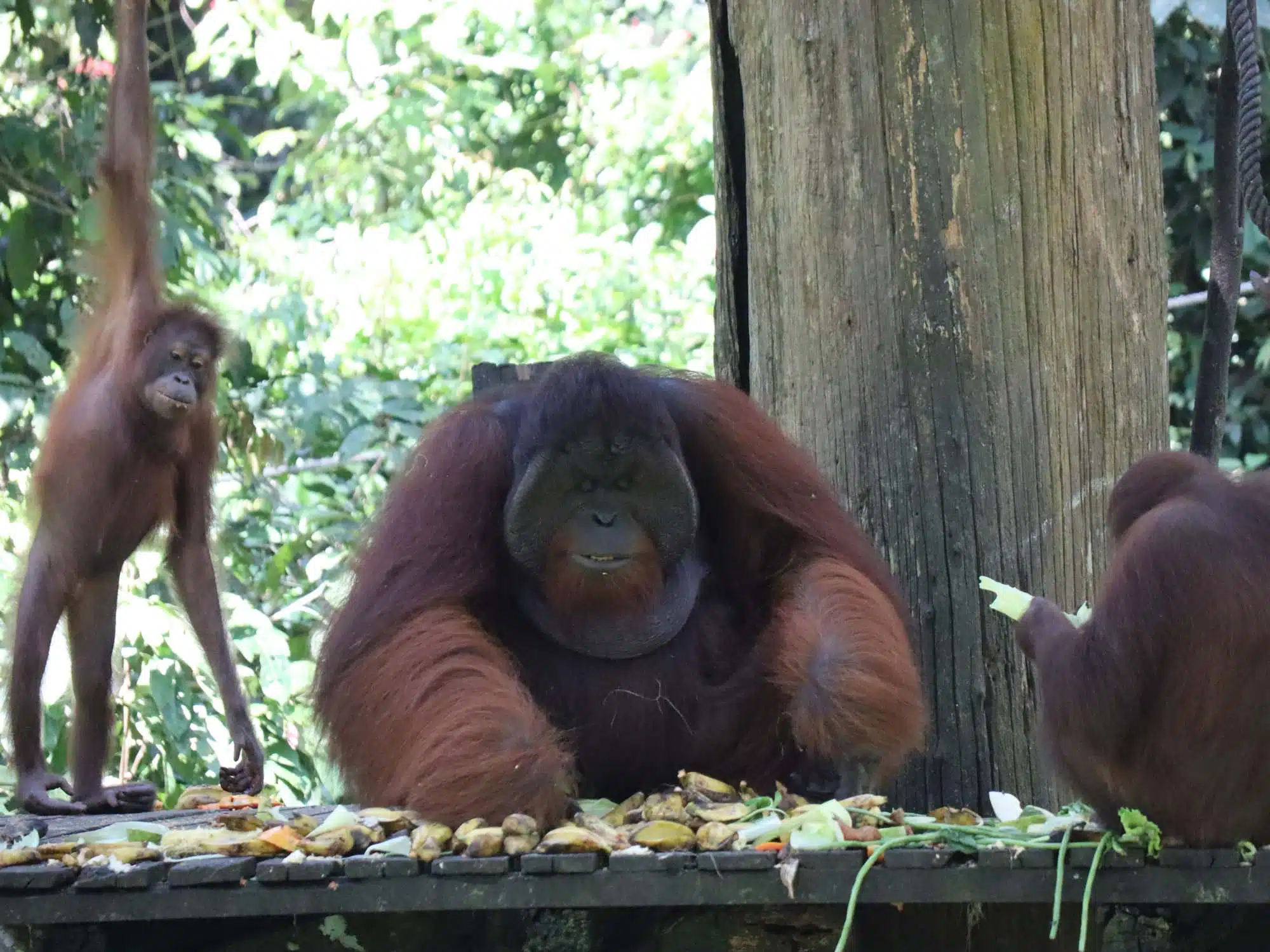 Orangutans in Borneo - Family vacation ideas