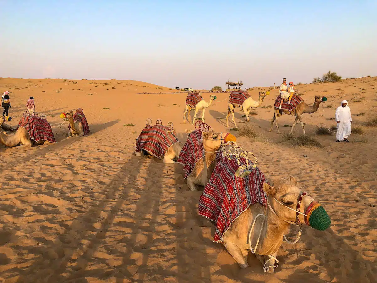 Camels in UAE - Family vacation ideas