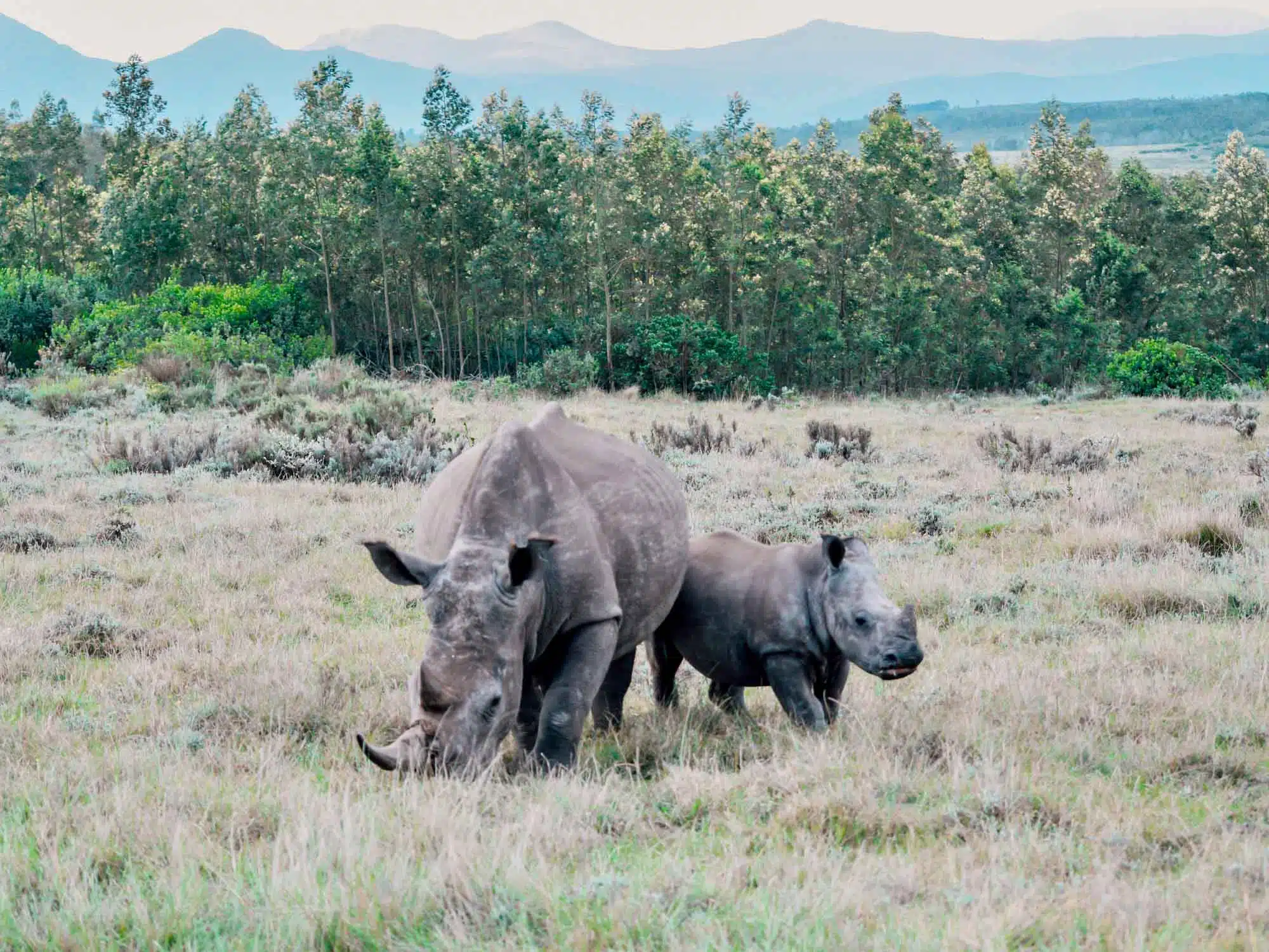 Rhino on safari in Cape Town