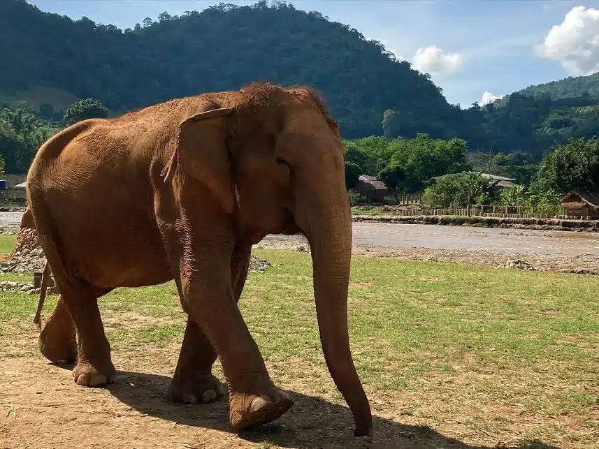 Ethical elephant sanctuary - Family vacation ideas