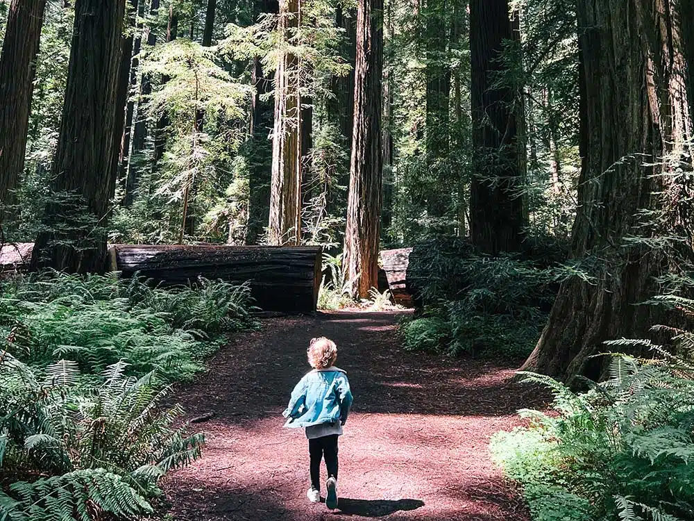 Avenue of the Giants