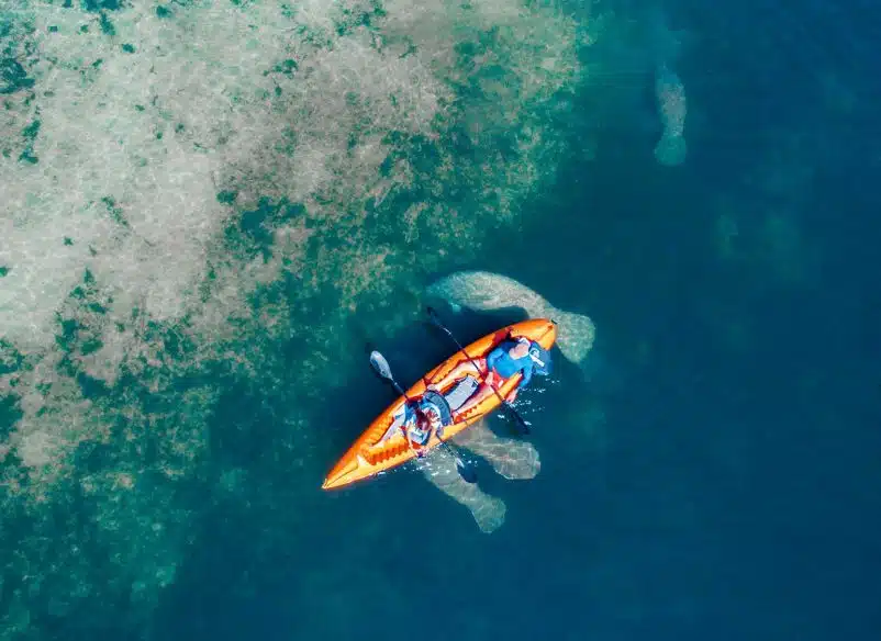 Kayaking with mantees at Crystal River