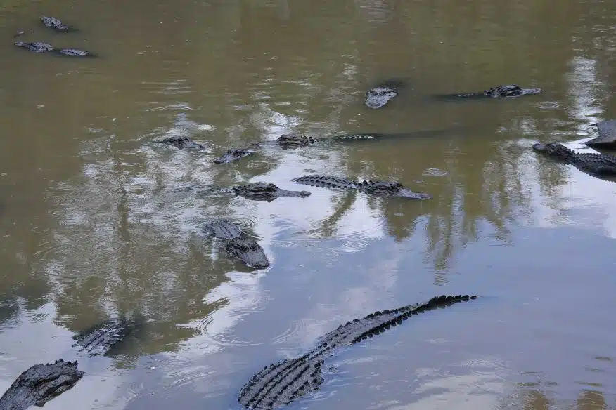 Alligators at Wild Florida