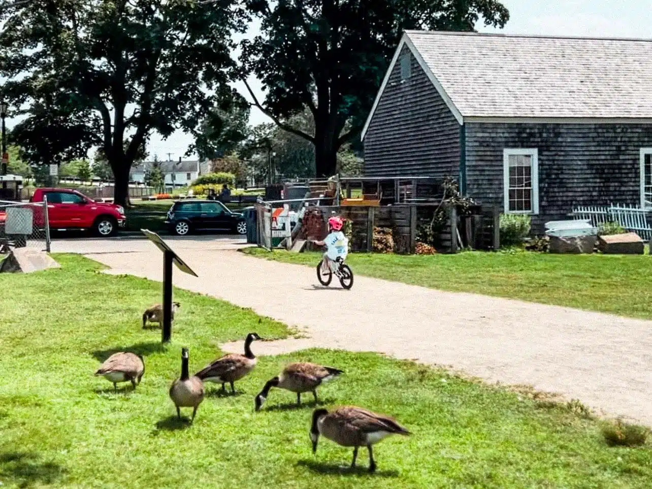 Ducks at Prescott Park 