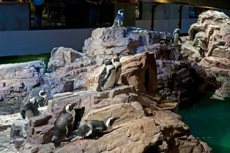 Penguins at New England Aquarium 