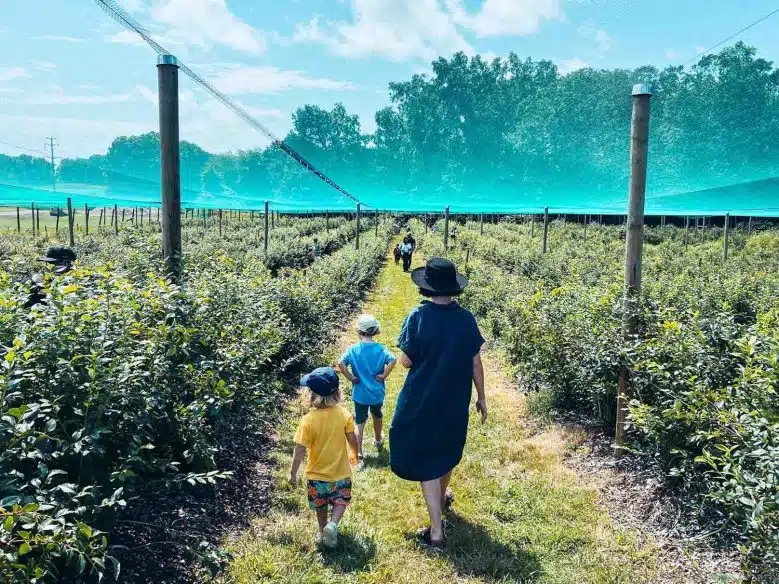 Victoria and kids blueberry picking at Bishop's Orchard.
