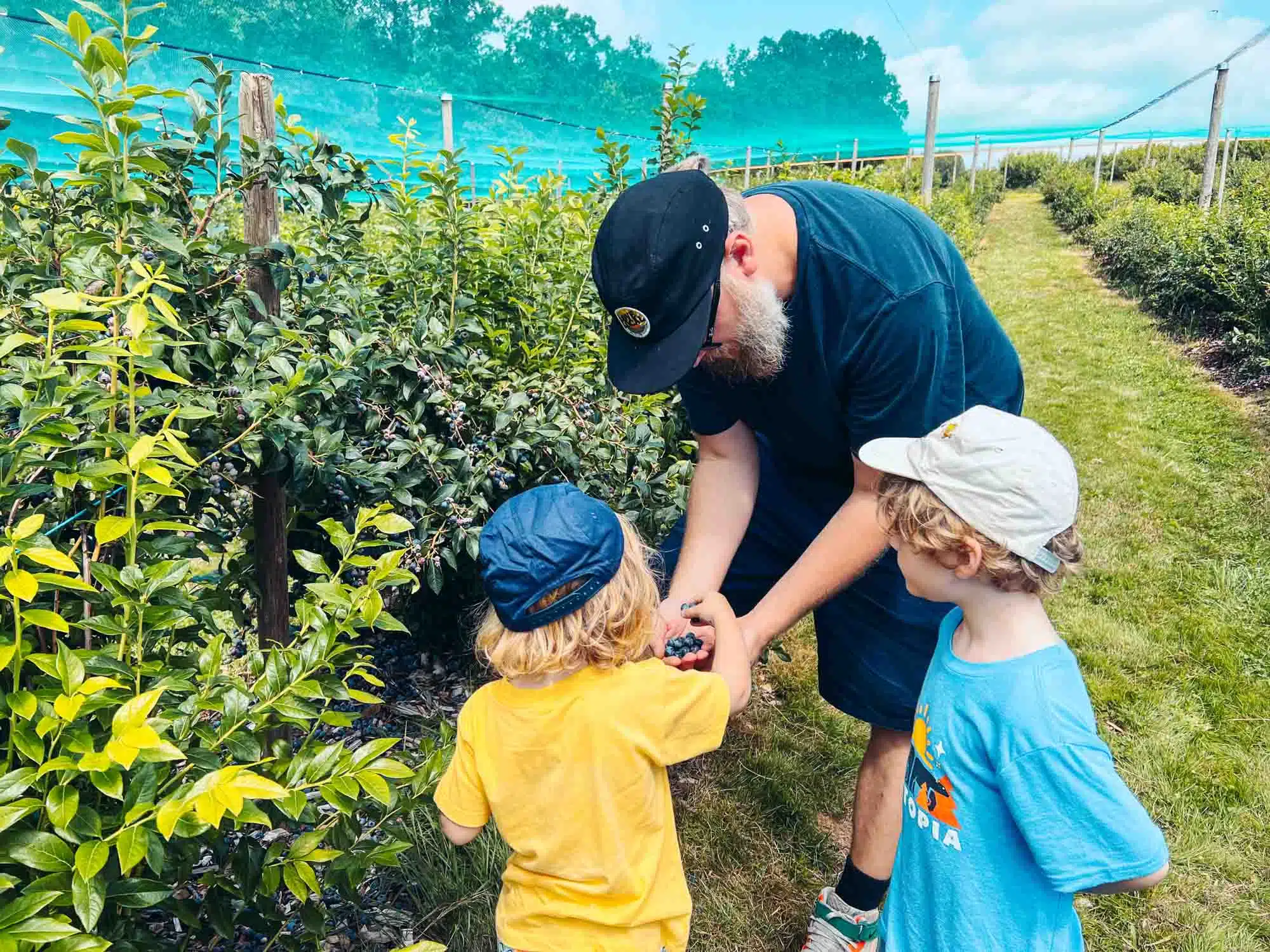 Blueberry picking at Bishops Orchard.