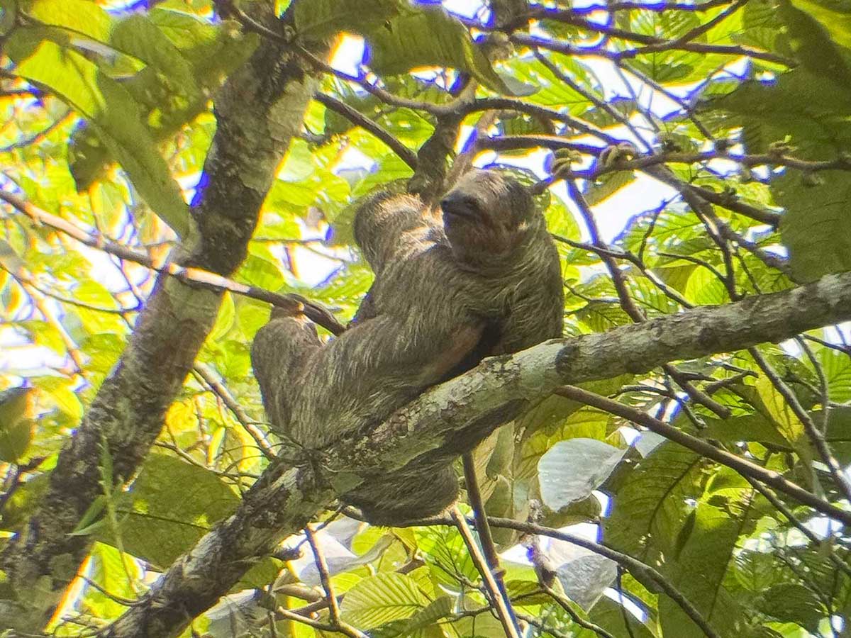 Sloth on borgarin.